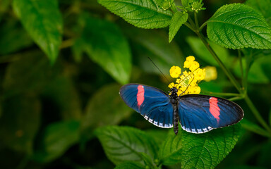 a butterfly on a flower © Bernhard