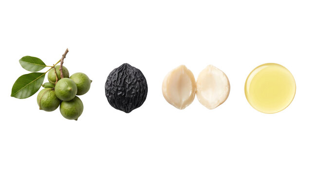Macadamia nut set with branch shell kernel and pressed organic oil isolated on white background nuts and seeds white background