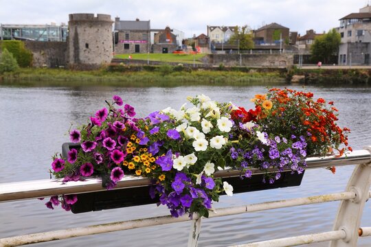 City hanging flower pot in Limerick, Ireland. Mixed species urban flower planter with surfinia, petunia, calibrachoa and marigold.