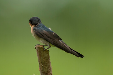 Obraz premium Hirundo javanica perched on a rustic branch, looking alert while displaying its rufous throat and metallic dark plumage against a lush tropical green background.