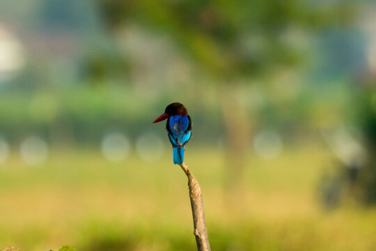 Javan kingfisher (Halcyon cyanoventris) perches beautifully on a wooden stick, showing its vibrant blue back against a warm green bokeh field.