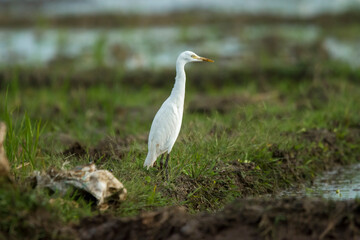Obraz premium Slender Little Egret explores an agricultural field, showcasing its pristine white plumage and long black legs as it gracefully standing on the ridge between rice fields.