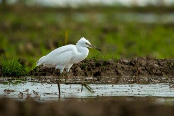 Obraz premium Little Egret standing gracefully in shallow wetland water, highlighting its immaculate white feathers and slender black legs while exploring its natural feeding habitat.