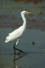 Obraz premium Slender Little Egret standing in shallow wetland water, showcasing its pure white plumage and long black legs while gracefully searching for food under bright daylight.