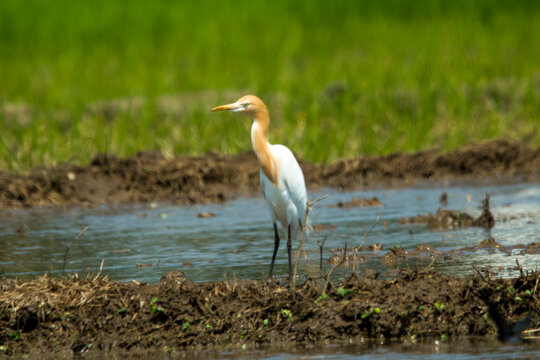 Wild Bubulcus ibis stands in muddy agricultural fields, displaying orange breeding plumage around its head and neck while actively foraging for food in bright daylight.