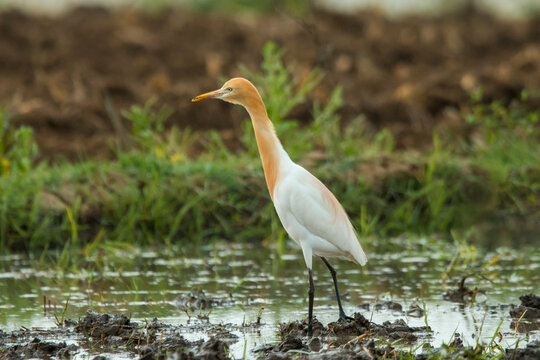 Bubulcus ibis foraging in a muddy paddy field, its orange breeding plumage covering the head and neck while the bird searches for prey under bright natural light.