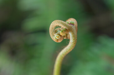 Macro close up of unfurling fern frond in green forest © chris
