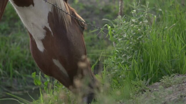 Horse near barbwire fence eating grass
