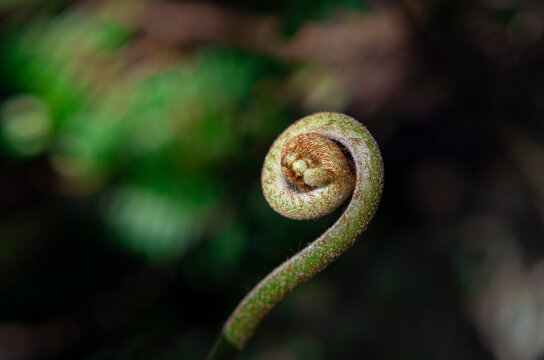 Macro photo of unfurling fern fiddlehead with blurred green background