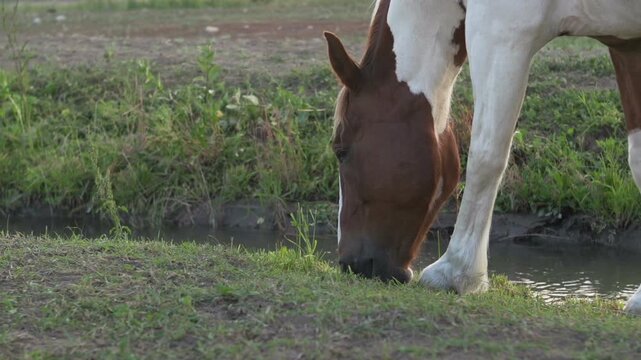 Horse walking along side stream eating
