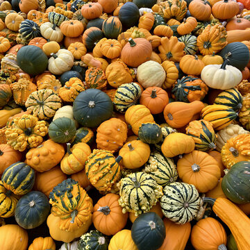 Overhead view of colorful pumpkins and gourds at a market