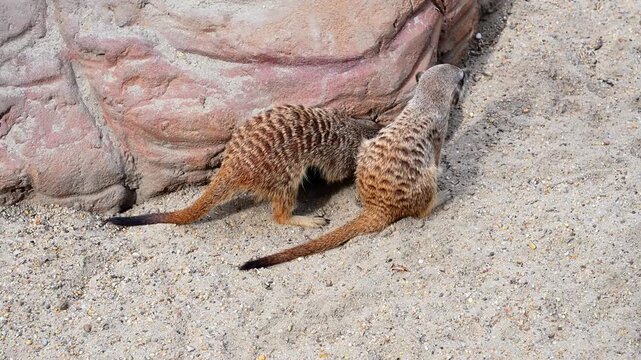 Two meerkats foraging near a rocky wall in an enclosure