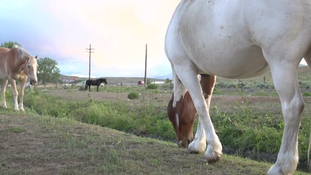 Group of three horses on farm
