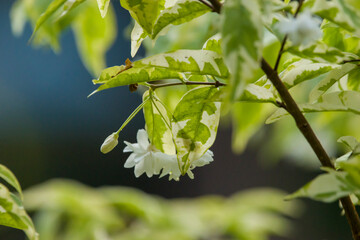 Obraz premium Tiny white water jasmine flowers, Wrightia religiosa, bloom delicately under variegated green and cream leaves, hanging gracefully from a slender branch in soft morning light.