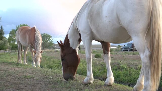 Horses looking for food in field
