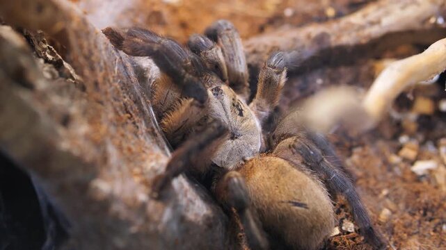 Close-up of a large, hairy tarantula resting on sandy soil near driftwood. Tarantula moves slowly across ground, showing detailed leg and body texture. Scene captures natural habitat with earthy tones