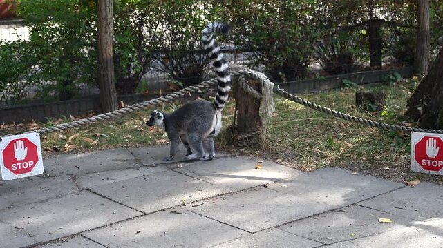 Ring tailed lemur walking away with a vertical striped tail held high