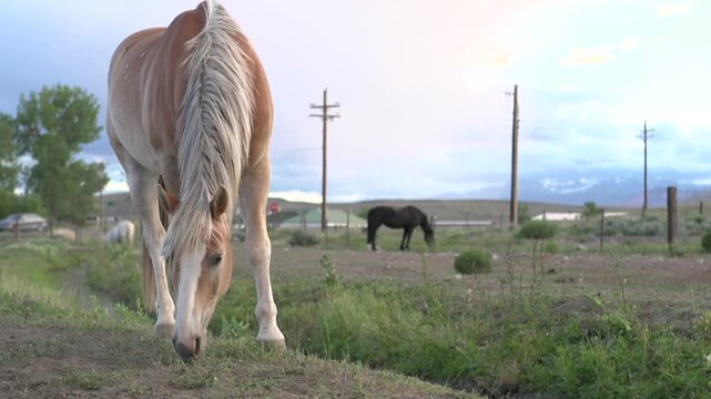 Light brown horse eating grass
