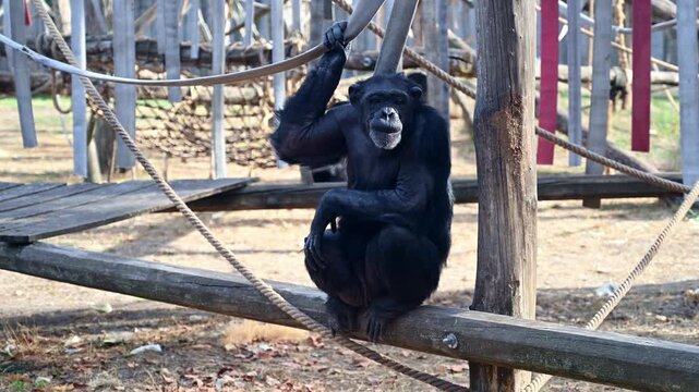 Chimpanzee sitting on a wooden log structure holding a rope in an enclosure