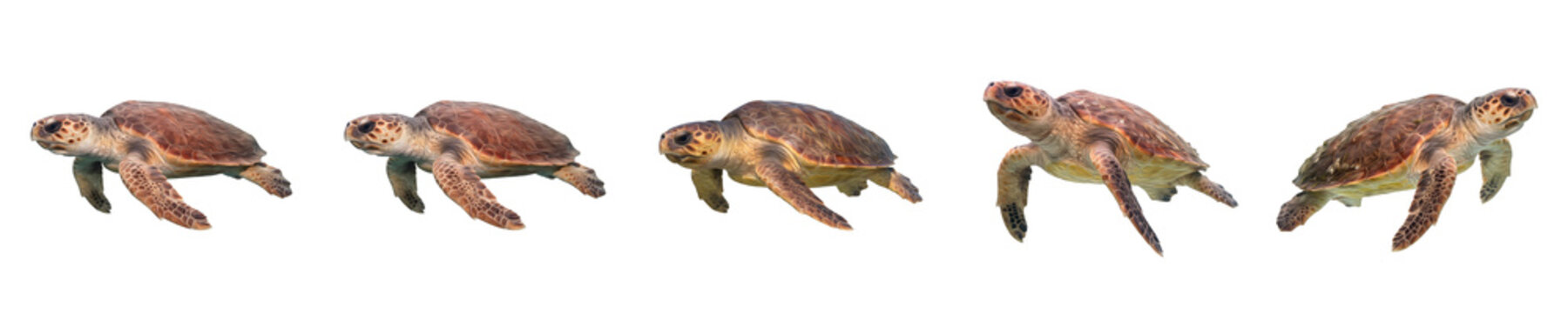 Loggerhead sea turtle swimming from multiple angles and views showcasing marine reptile shell patterns and ocean wildlife characteristics isolated on a clean white background.   