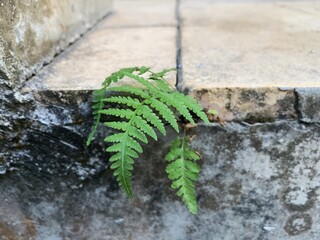 A small green fern grows from a crack in the concrete wall. struggle hard. © kelilipan