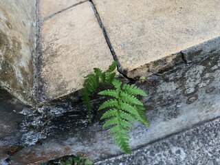 A small green fern grows from a crack in the concrete wall. resilient green fern. © kelilipan