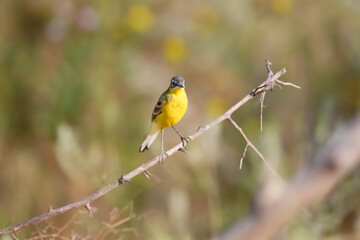 Obraz premium Western Yellow Wagtail (Motacilla flava) perched on a thin bare branch.