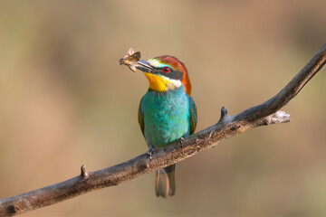 Obraz premium European Bee-eater (Merops apiaster) perched on a branch holding a moth in its beak.
