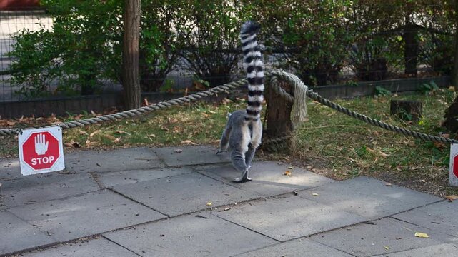 Ring tailed lemur walking on stone tiles with prominent striped tail