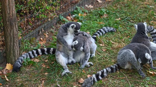 Ring tailed lemurs sitting together and grooming on grass in an enclosure