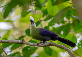 Obraz premium The white-crested turaco (Tauraco leucolophus) is a bird belonging to the family Musophagidae within the group Otidimorphae.