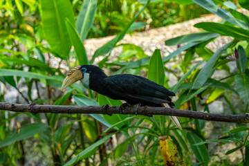 The female Blyth's hornbill (Rhyticeros plicatus) is a large hornbill inhabiting the forest canopy in Wallacea and Melanesia. Its local name in Tok Pisin is kokomo. © mylasa