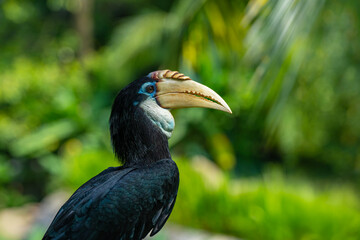 Obraz premium The female Blyth's hornbill (Rhyticeros plicatus) is a large hornbill inhabiting the forest canopy in Wallacea and Melanesia. Its local name in Tok Pisin is kokomo.