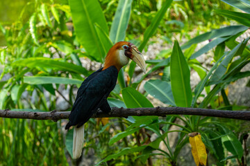 The male Blyth's hornbill (*Rhyticeros plicatus*) is a large species of hornbill that inhabits the upper canopy of forests in Wallacea and Melanesia. Its local name in Tok Pisin is "kokomo." © mylasa