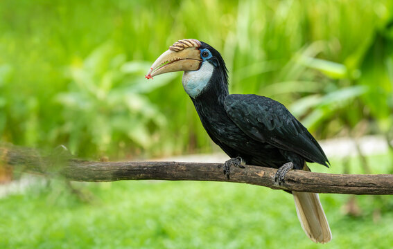 The female Blyth's hornbill (Rhyticeros plicatus) is a large hornbill inhabiting the forest canopy in Wallacea and Melanesia. Its local name in Tok Pisin is kokomo.