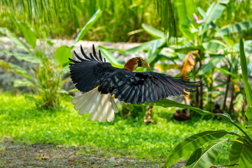 The male Blyth's hornbill (*Rhyticeros plicatus*) is a large species of hornbill that inhabits the upper canopy of forests in Wallacea and Melanesia. Its local name in Tok Pisin is "kokomo." © mylasa