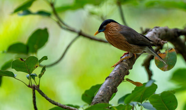 The brahminy starling or brahminy myna (Sturnia pagodarum) is a member of the starling family of birds