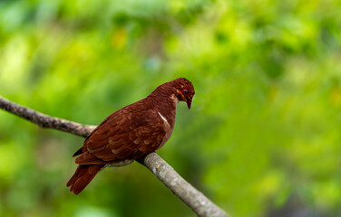 Fototapeta premium The ruddy quail-dove (Geotrygon montana) is a species of bird in the dove and pigeon family Columbidae. It breeds throughout the West Indies, Central America, and tropical South America.
