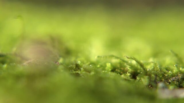 Macro footage showing a gradual focus pull across a patch of lush green moss, revealing details