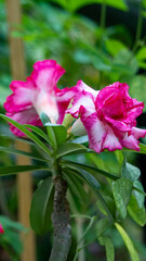 Fototapeta premium Double petal Adenium or Desert Rose blooming vertical photo 1
