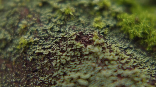 Close-up view of dense forest moss and green micro plants showing natural surface texture
