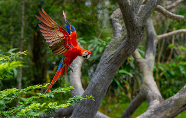 A large parrot of the species *Ara macao*—commonly known as the Scarlet Macaw—is seen flying in the air. © mylasa