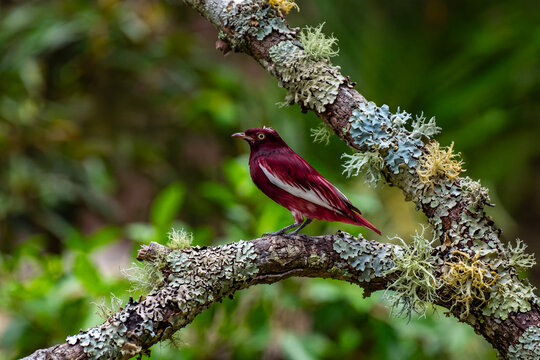 Pompadour cotinga, Xipholena punicea, exotic rare tropical bird in the nature habitat, dark green forest, Amazon, Brazil. Wildlife scene from jungle. Detail portrait of rare red bird in tropic jungle