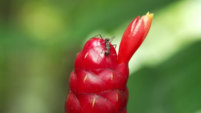 Macro static shot featuring a shiny black spiny ant (Polyrhachis sp.) climbing, grooming, and probing the smooth, vibrant red bracts of red button ginger inflorescence.