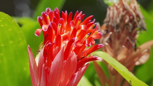 Close-up static shot of a vibrant Flaming Torch bromeliad (Billbergia pyramidalis) inflorescence with scarlet bracts and open purple-tipped petals, visited by a tiny stingless bee foraging.