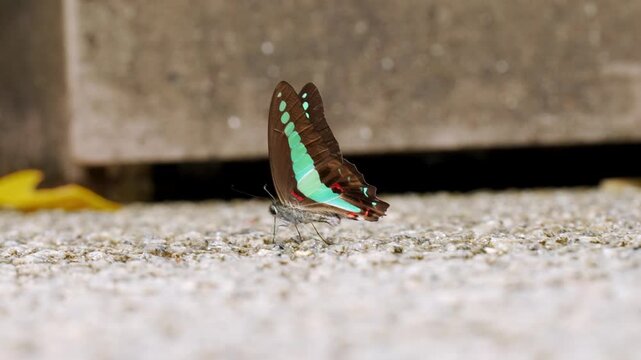 Macro low-angle static shot capturing a Common Bluebottle butterfly (Graphium sarpedon) as it shifts position, turns its slender body, and probes the pebble terrain with its proboscis in daylight.