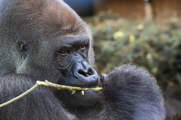 Western Lowland Gorilla Eating Fresh Leaves from a Branch © photoPepp