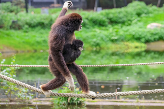 White-Handed Gibbon Mother Balancing on Rope with Baby Clinging to Her