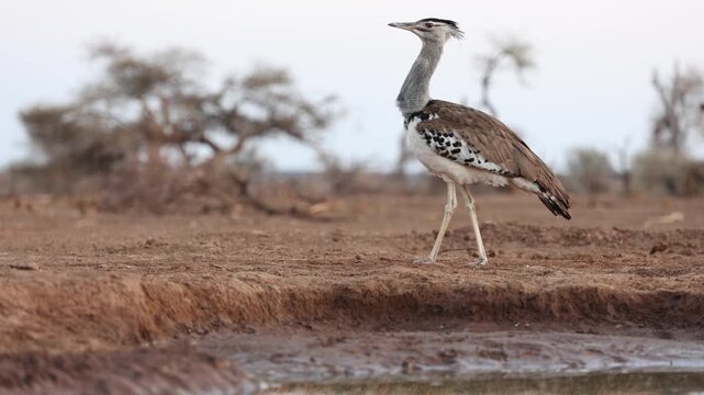 A kori bustard walking along the edge of a waterhole, Mashatu Game Reserve, Botswana. Filmed from a low angle.