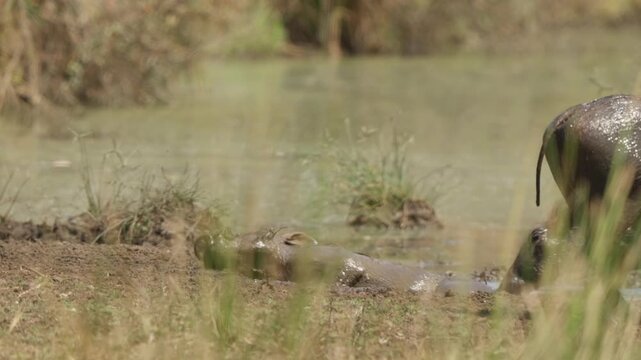 Warthog wallowing in muddy watering hole in slow motion, splashing and rolling to cool off. Other warthogs stand nearby and one walks into frame near the end.